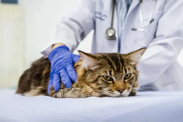 Young women veterinarian examining cat on table in veterinary clinic