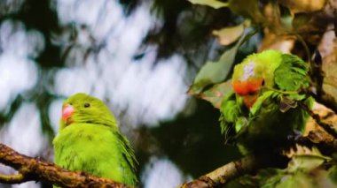 Kara kanatlı muhabbet kuşu kendini temizleyen bir dalda papağan..