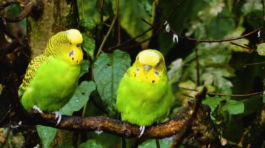 Bir dalda yan yana oturan iki muhabbet kuşu..