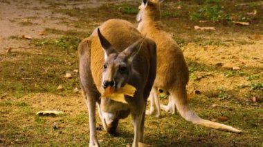 Sonbaharda anne ve bebek Kanguru 'nun otlağını kapatın.