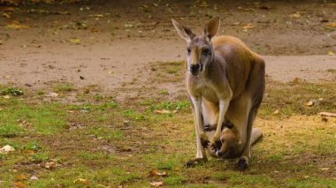 Sonbaharda anne ve bebek Kanguru 'nun otlağını kapatın.