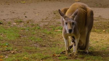 Sonbaharda anne ve bebek Kanguru 'nun otlağını kapatın.