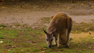 Sonbaharda anne ve bebek Kanguru 'nun otlağını kapatın.