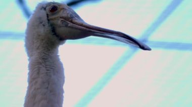 Roseate kaşık gagalı Ibis kuşunun kafası ağaçta bir dalda oturuyordu.