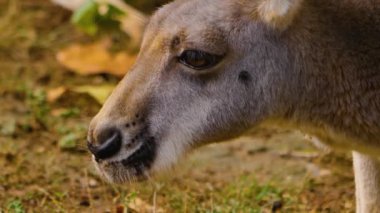 Dişi Kanguru kafası yakın plan çiğniyor..