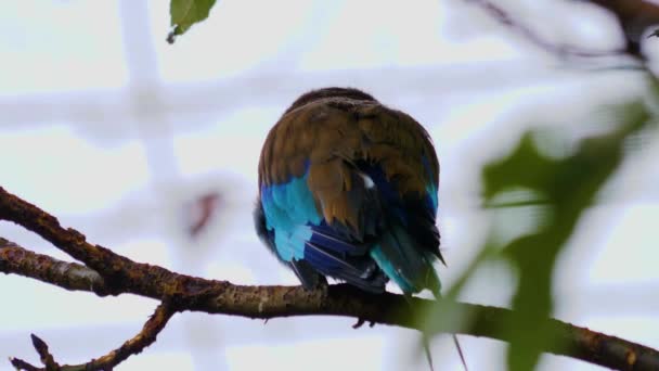 Lillac Breasted Roller Afrikaanse Vogel — Stockvideo