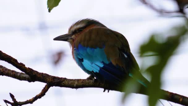 Lillac Breasted Roller Ave Africana — Vídeo de stock