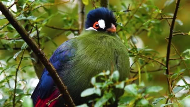 Touraco Hartlauba Afrykański Ptak Bliska Siedzi Drzewie — Wideo stockowe