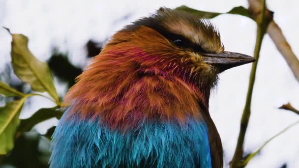 Lillac Breasted Roller Afrikaanse Vogel — Stockvideo