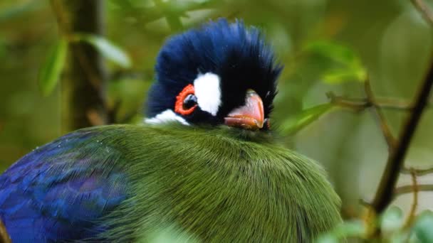 ハートラブのツアーアコアフリカの鳥が木の上に座って — ストック動画