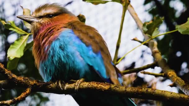 Lillac Breasted Roller Pássaro Africano — Vídeo de Stock