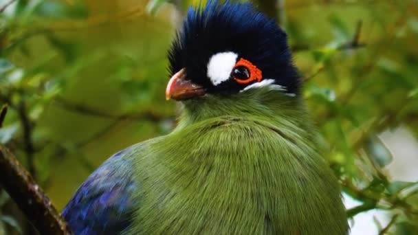 Hartlaub Touraco Afrika Kuşu Ağaçta Oturuyor — Stok video