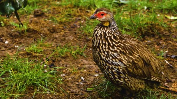 Pássaro Francolin Pescoço Amarelo — Vídeo de Stock