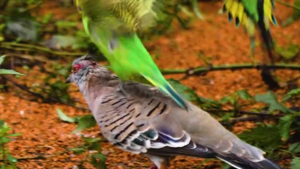 Папуга Їздить Спині Конічного Голуба — стокове відео