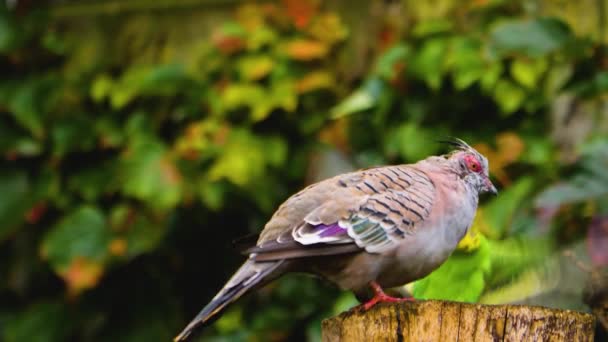 Ibikli Güvercin Muhabbet Kuşu Bir Ağaç Kütüğünde Yan Yana — Stok video
