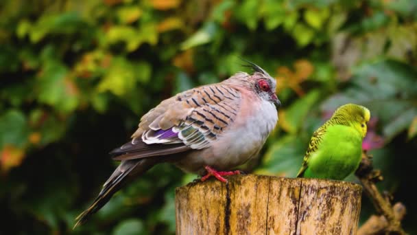 Ibikli Güvercin Muhabbet Kuşu Bir Ağaç Kütüğünde Yan Yana — Stok video