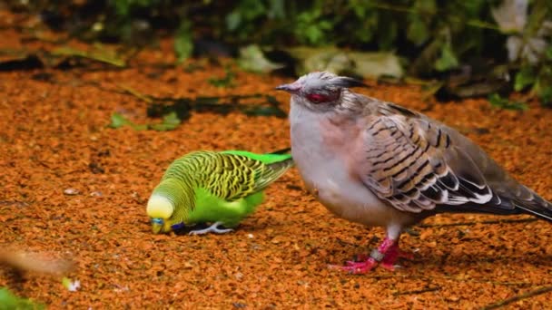 Crested Pigeon Parakeet Each Other Ground — Stock Video