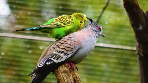 Parakeet Maakt Een Ritje Rug Van Een Kuifduif — Stockvideo