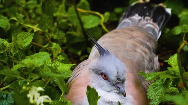 Crested Galamb Földön — Stock videók