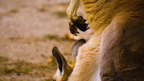 Primo Piano Bambino Canguro Madre Prato Autunno — Video Stock