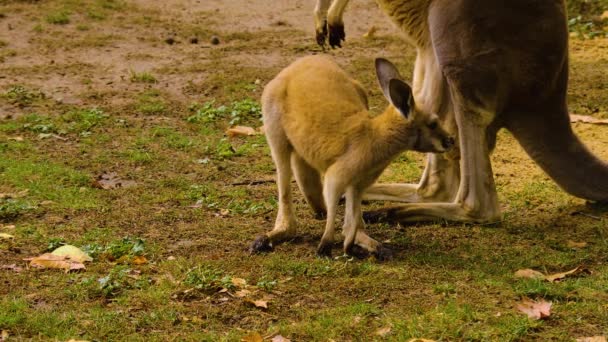 Närbild Baby Kangaroo Och Mor Äng Hösten — Stockvideo