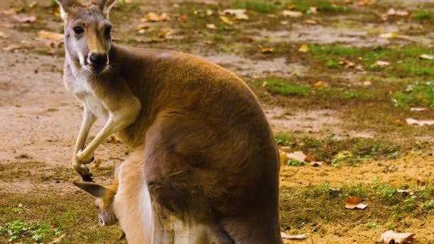 Närbild Baby Kangaroo Och Mor Äng Hösten — Stockvideo