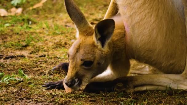 秋の牧草地で赤ちゃんカンガルーと母親の閉鎖 — ストック動画