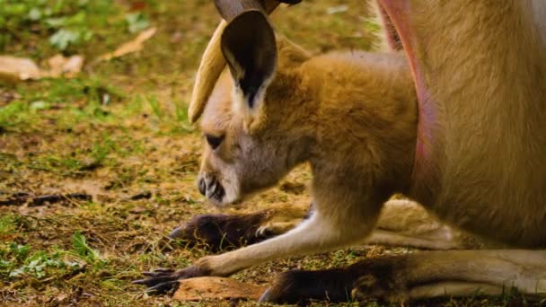 Primo Piano Bambino Canguro Madre Prato Autunno — Video Stock