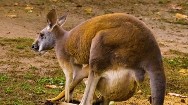 Großaufnahme Von Baby Känguru Und Mutter Auf Einer Wiese Herbst — Stockvideo