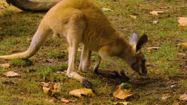 Close Van Baby Kangoeroe Moeder Een Weide Herfst — Stockvideo