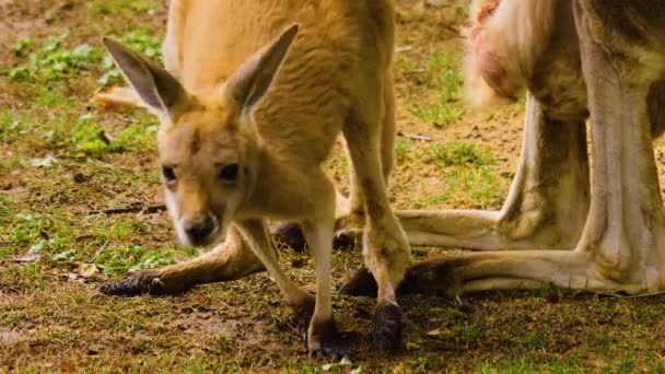 Närbild Baby Kangaroo Och Mor Äng Hösten — Stockvideo