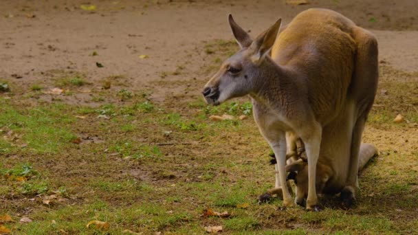 Großaufnahme Von Baby Känguru Und Mutter Auf Einer Wiese Herbst — Stockvideo