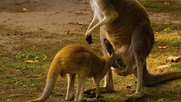 秋の牧草地で赤ちゃんカンガルーと母親の閉鎖 — ストック動画