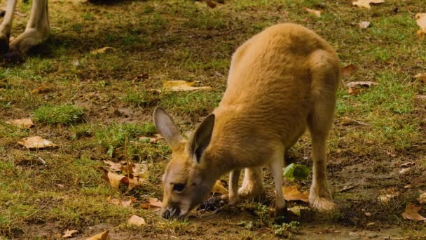 秋の牧草地で赤ちゃんカンガルーと母親の閉鎖 — ストック動画