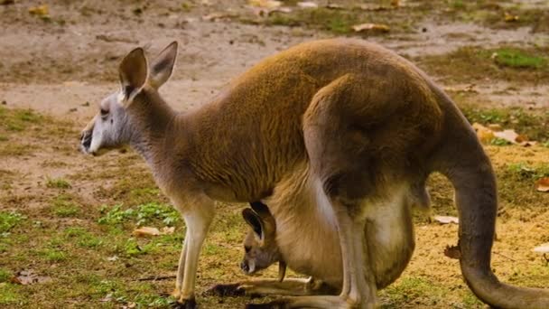 秋の牧草地で赤ちゃんカンガルーと母親の閉鎖 — ストック動画