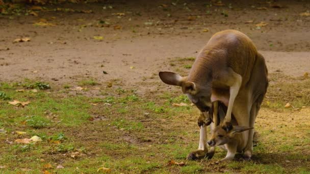 Close Van Baby Kangoeroe Moeder Een Weide Herfst — Stockvideo