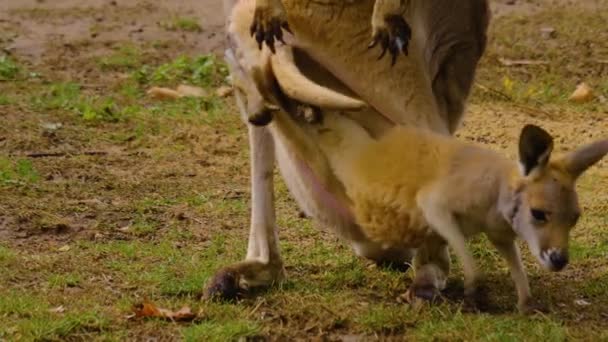 秋の牧草地で赤ちゃんカンガルーと母親の閉鎖 — ストック動画