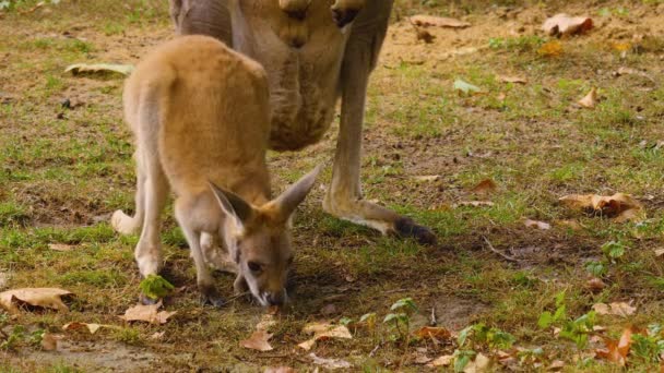 秋の牧草地で赤ちゃんカンガルーと母親の閉鎖 — ストック動画