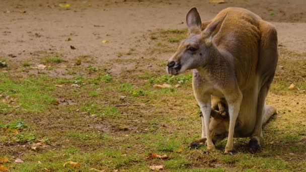 秋の牧草地で赤ちゃんカンガルーと母親の閉鎖 — ストック動画