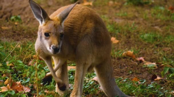 Primo Piano Bambino Canguro Madre Prato Autunno — Video Stock