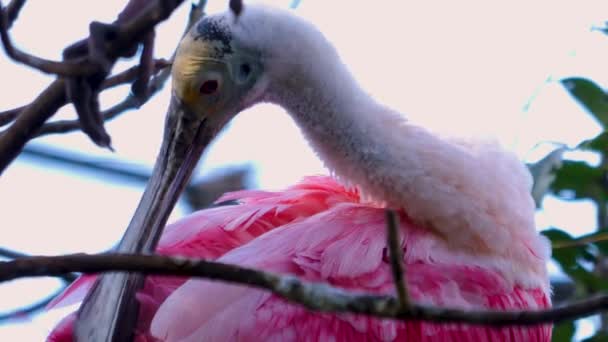 Roseate Kaşık Gagalı Ibis Kuşunun Kafası Ağaçta Bir Dalda Oturuyordu — Stok video