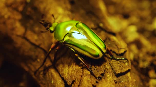 Rosal Escarabajo Orfebre Escarabajo Una Rama — Vídeo de stock