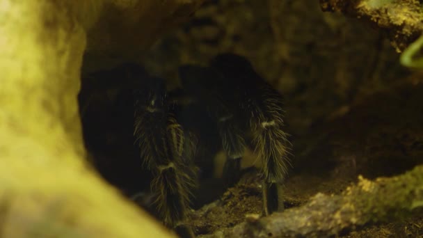 Araña Pájaro Cerca Escondiéndose — Vídeos de Stock