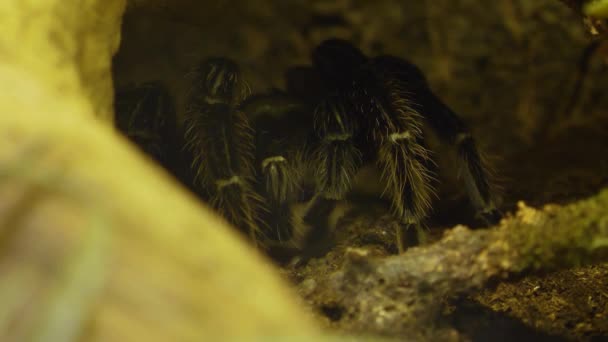 Fågel Spindel Närbild Gömmer Sig — Stockvideo