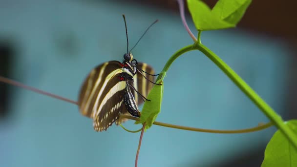宏观慢镜头 斑马长翅蝴蝶栖息在花朵上 细细品味蝴蝶的花纹 — 图库视频影像