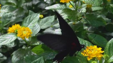 Kırmızı havan kelebeğinin nektar alışı - yavaş çekim makrosu