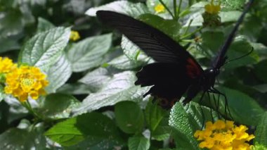 Kırmızı havan kelebeğinin nektar alışı - yavaş çekim makrosu