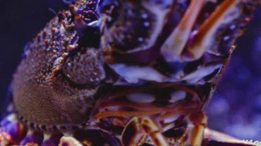 Istakoz kafası, ağzı ve gözü yerde dinleniyor.