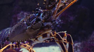 Istakoz kafası, ağzı ve gözü yerde dinleniyor.