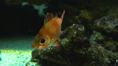 Suyun altında yavaşça yüzen kayabalıklara yaklaş